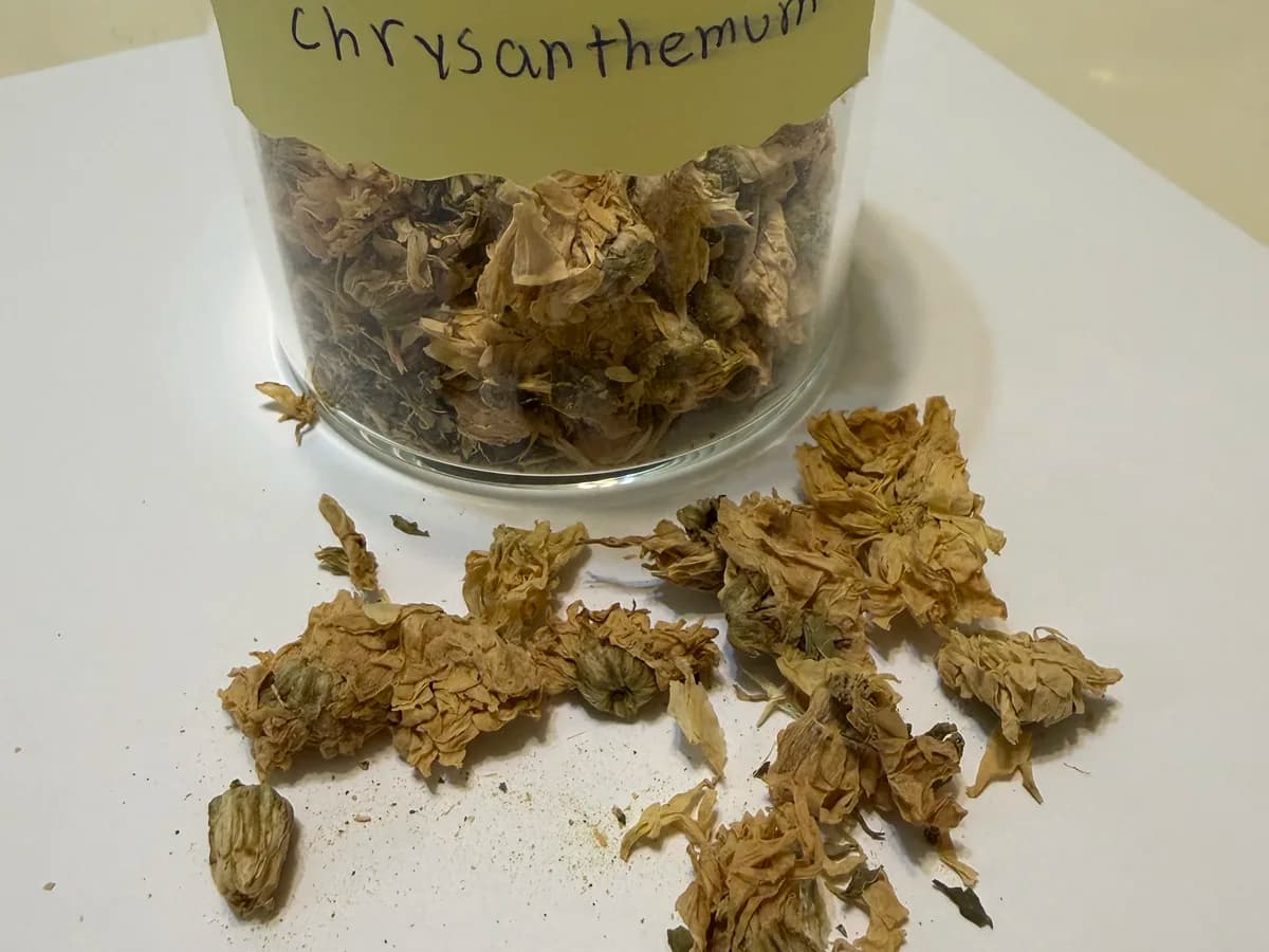 Cup of chrysanthemum tea